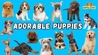 Adorable Puppies