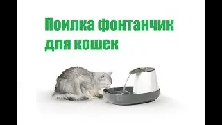 Фонтан Поилки Для кошек  Питьевые Фонтанчики & Кошка Не Пьет Воду  Что Делать. Ветклиника Био-Вет