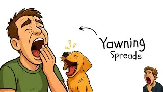 The Strange Reason We Yawn (And Why It’s Contagious)