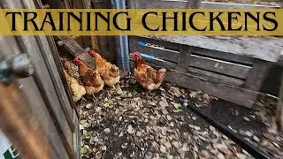 How Do You Wrangle Free Range Chickens?