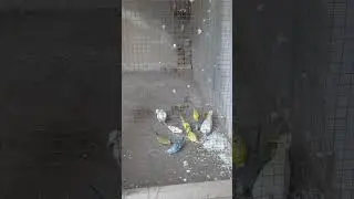 Budgies pigeon🔥#birds #youtubeshorts