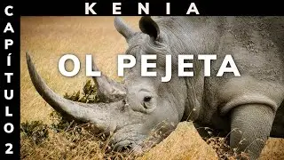 KENIA | ÚLTIMOS RINOCERONTES | Ol Pejeta | ÁFRICA