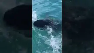 Shark diving in South Africa (view from the top). Pt.2 