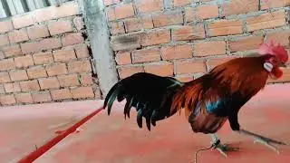 red junglefowl farm Indonesia