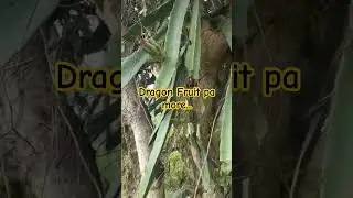 Dragon Fruit pa more... #shortsyoutube #happyfarming #shortvideo #dragonfruit#fruit