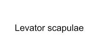 Trigger Point Therapy Technique - Levator Scapulae 