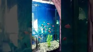 Fish Pattern 