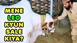 LEO SE AKHRI MULAQAT 🥲 Cattle Market Karachi