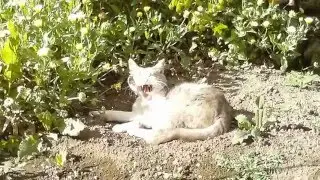 Кошки
