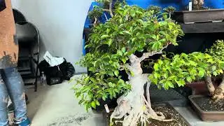 Patricia O’Connor,The Bonsai Balcony:The Pacific Bonsai Expo