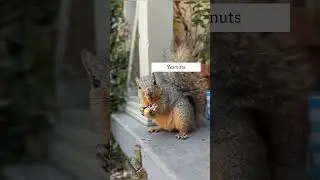 Nutty dog #shortvideo #shorts #dog