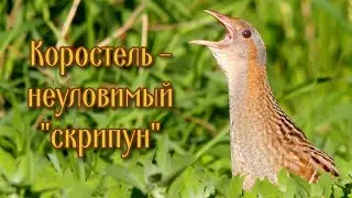 Коростель - неуловимый 