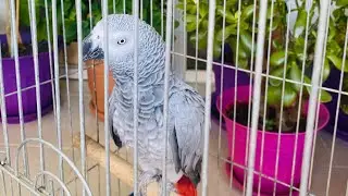 PAŞA YİNE COŞTU❤️KEDİ TAKLİDİ YAPAN JAKO❤️❤️ #shotrs #youtube #jakopapağan
