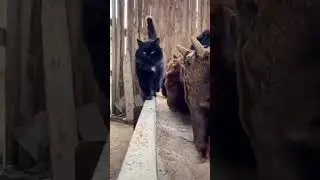 Котоначальник 🤣🫶 #безкотаижизньнета #когтеточки #томмикэт #cat #cute #кот #funnycats #топ