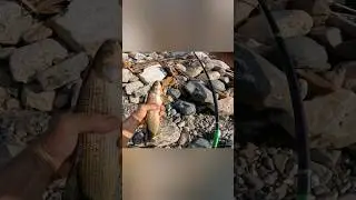 Хариус,рыбалка.