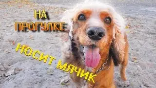 Английский кокер спаниель Сёма на прогулке ( говорящая собака ) / English cocker spaniel