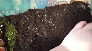 Мои питомцы🥰