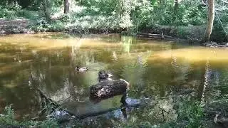 Селезень на красной воде