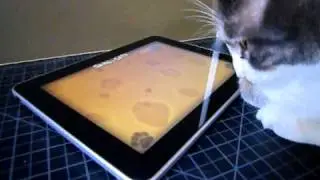 iggy tries a game for cats
