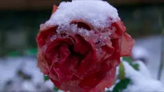 Taunter Goodnight Singing 'The Rose' A Capella Live in Second Life