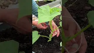Подвязка огурцов. #shorts  #огород #дача #сад #garden #цветы #gardening