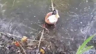 Женская доля ...