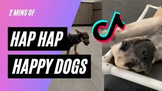 Hap Hap Happy Dog | 2 mins