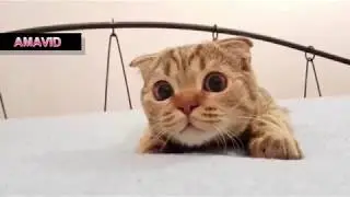 ♥AMAVID♥  New Funny Cats 2017 HD 720p