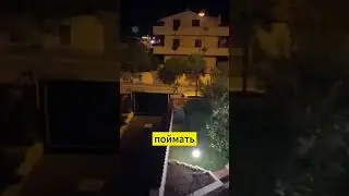 Леу из цирка #новости #lafierro #euronews #лев #левпротив #михаиллазутин #против #левлазутин