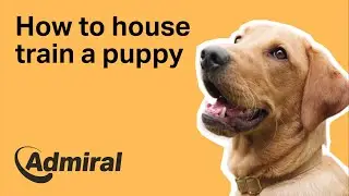 How to house train a puppy | AdmiralUK