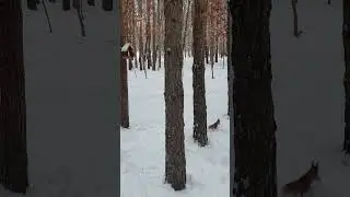 Белочки просят корм у людей. Лес покрыт снегом