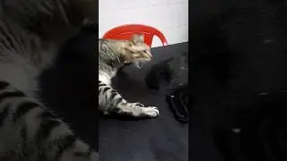 juro, esses dois é 🔥 kkkkkk #viral #shorts #cat #gatos