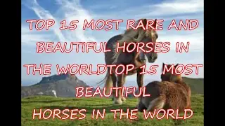 TOP 15 MOST RARE AND BEAUTIFUL HORSES IN THE WORLD