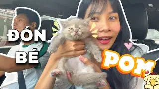 NHÀ MÌNH CHÍNH THỨC CÓ THÊM THÀNH VIÊN MỚI… 🥰🥰🥰CHÀO ĐÓN BÉ POMMMM!!!