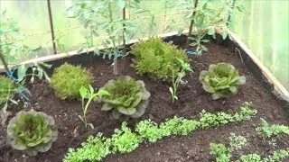 What to Grow in the Greenhouse in Winter || Toni's Little Garden