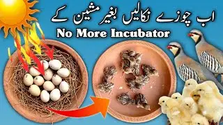 Incubate Eggs without Incubator | Hatching without Incubator | No more incubator | Sunlight Hatching