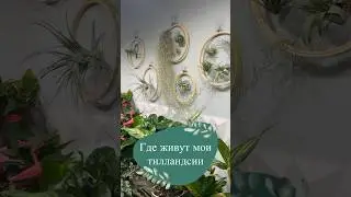 Как необычно разместить #тилландсии🌿 #plants #комнатныерастения #рек #plantlover