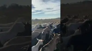 Козья Армия идем на пастбище
