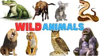 Wild Animals name in English | learning wild animals quiz