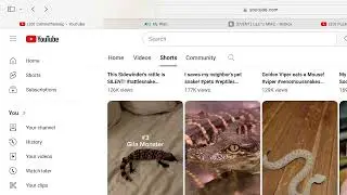 reacting to funny reptiles and I know what lizard I'ma get