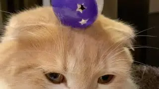 Scottish Fold Cat Balancing Ball | Lockdown with Pets