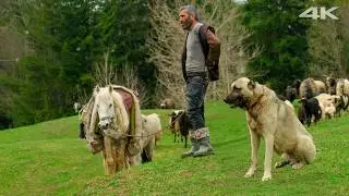 Season of Migration – The Separation Brought by Spring | Documentary Film