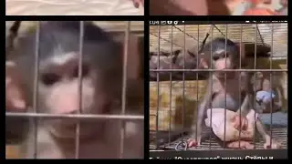 ❗️шок как живут обезьяны ТАЙГАН ❗️А как они должны жить ❗️