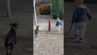 A smart dog corrects a child's mistake 😳😂