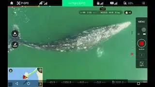Whale "Sharking"