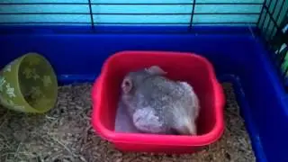 Chinchilla de 6 meses bañandose ! 