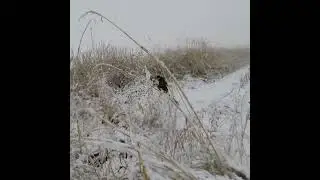 охота на фазан | не смогли стрелять