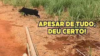 BOAR IN BRAZIL – THE HUNT THAT WAS GOING TO GO WRONG!