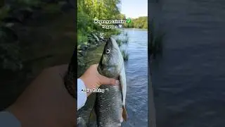 Жерех на воблер на перекаті ✅ 