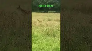 Hello Deer!❤️